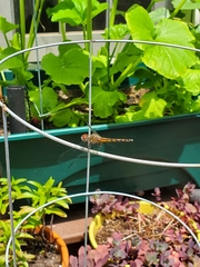 Pachydiplax longipennis