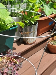 Pachydiplax longipennis