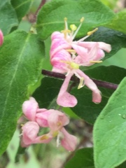 Lonicera