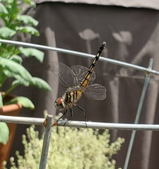 Pachydiplax longipennis