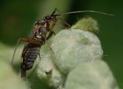 Closterotomus fulvomaculatus