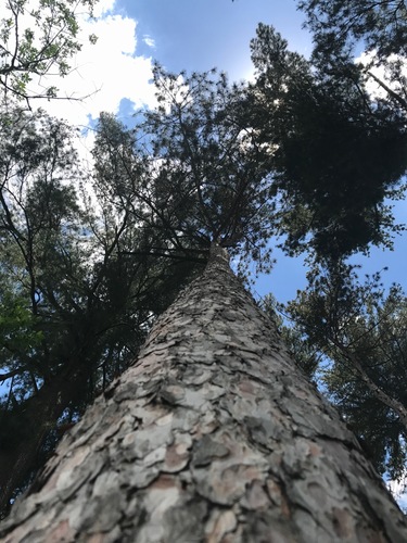 photo of Red Pine (Pinus resinosa)