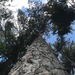 photo of Red Pine (Pinus resinosa)