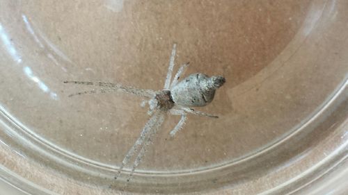 Tmarus staintoni · iNaturalist