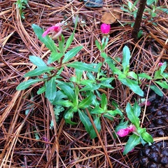 Oenothera deserticola