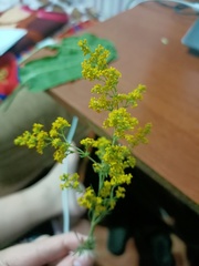 Galium verum