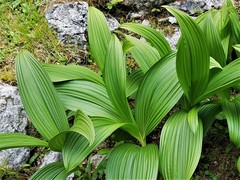 Veratrum nigrum