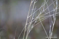 Stipa lagascae