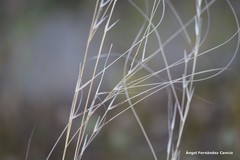 Stipa lagascae