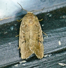 Elaphria fuscimacula