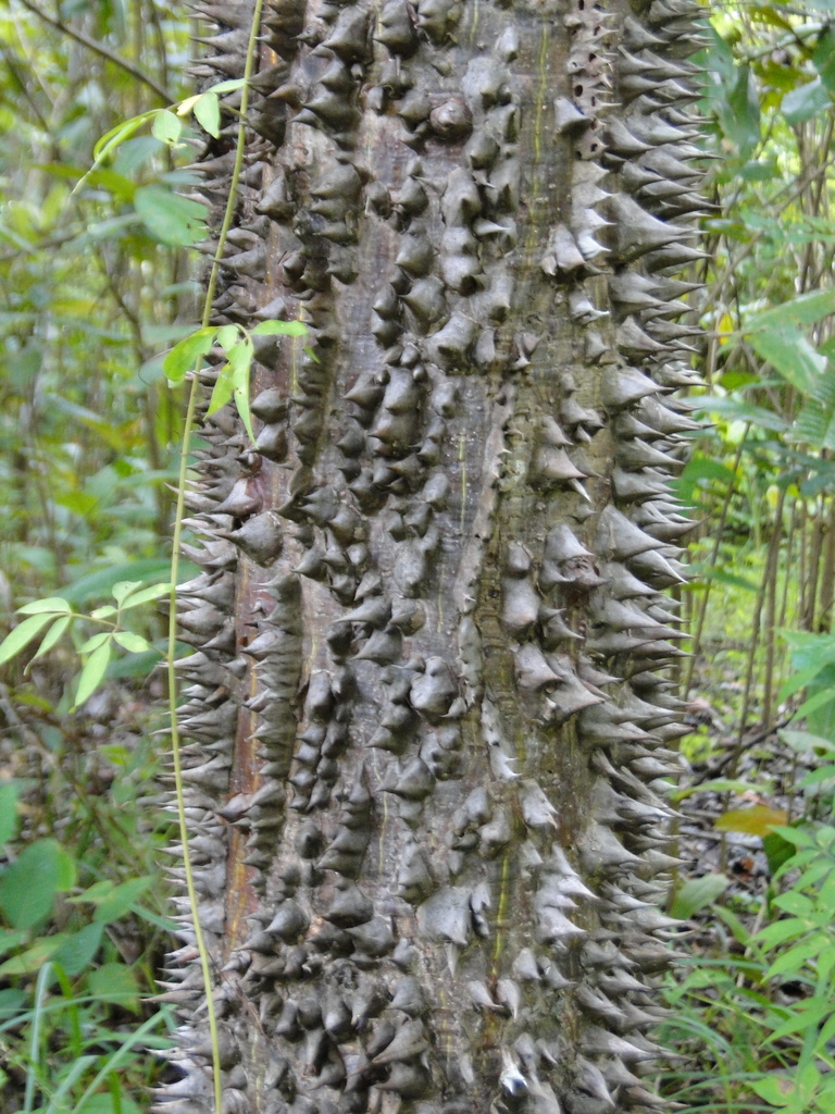 Pochota