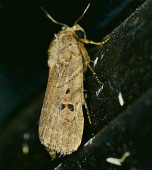 Elaphria fuscimacula