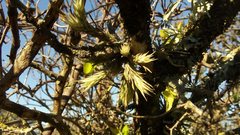 Tillandsia tricholepis