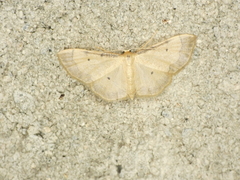 Idaea politaria