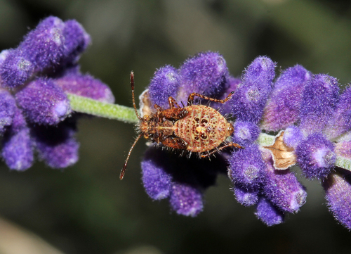 Dryžapilvė Kampuotblakė nuotrauka