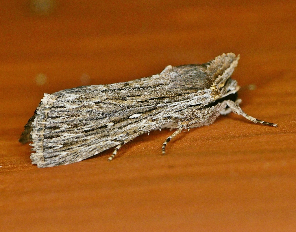 Neogalea