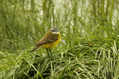 Motacilla flava iberiae