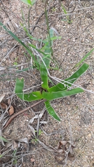 Trachyandra muricata