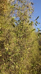 Smilax campestris
