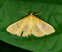 Psara obscuralis