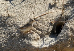Geositta cunicularia