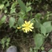 Nipplewort - Photo (c) icolombo, some rights reserved (CC BY-NC)
