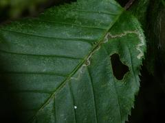 Stigmella floslactella