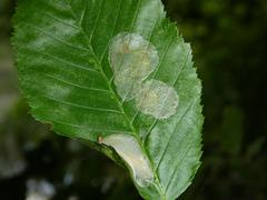Phyllonorycter esperella
