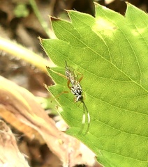Lymeon orbus