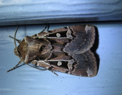 Euxoa divergens
