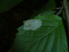 Phyllonorycter coryli