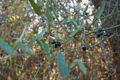 Smilax campestris