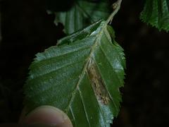 Phyllonorycter tenerella