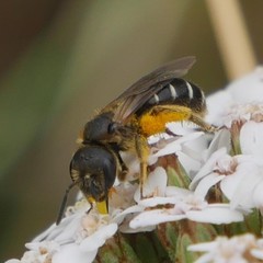 Halictus