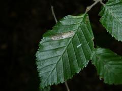 Phyllonorycter tenerella