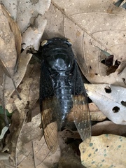 Cryptotympana holsti