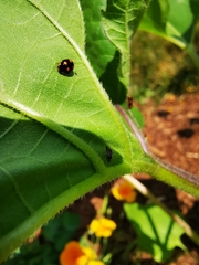 Brachiacantha ursina