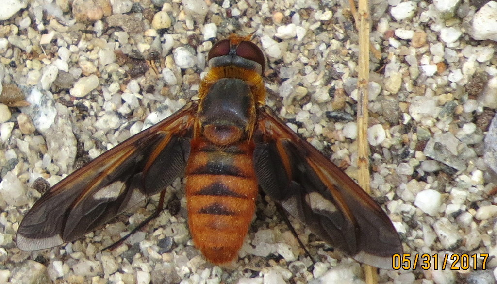 Poecilanthrax eremicus