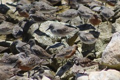 Calidris canutus roselaari