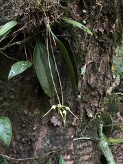 Bulbophyllum macraei