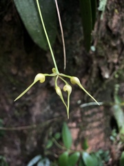 Bulbophyllum macraei