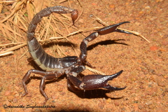 Deccanometrus bengalensis