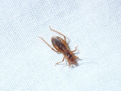 Oncerotrachelus