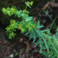 Euphorbia furcillata