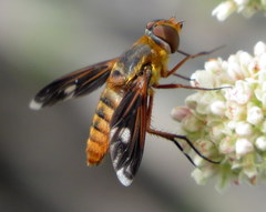 Poecilanthrax eremicus
