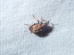 Conotrachelus anaglypticus