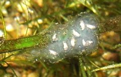Ambystoma mexicanum