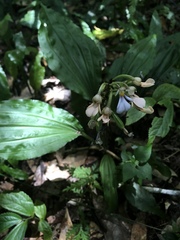 Calanthe alismifolia
