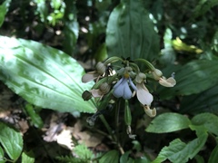 Calanthe alismifolia