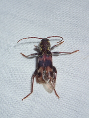 Xylotrechus colonus